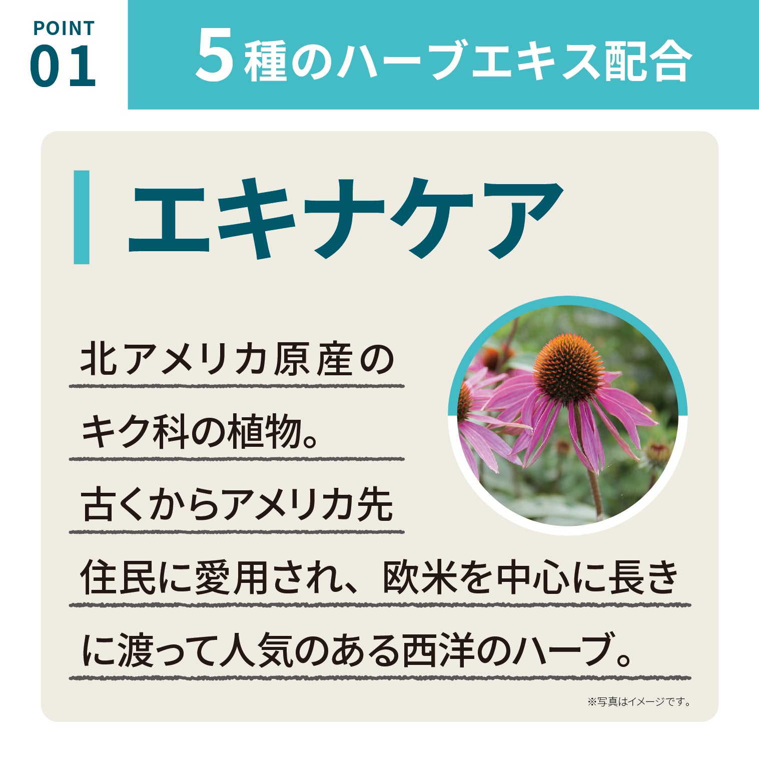 nakayoshi　エキナケア エキナケアのど飴 – 漢方なごや花