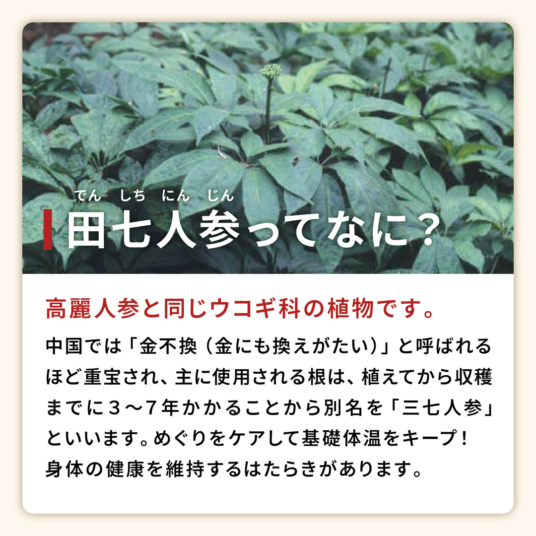田七人参粒